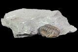 Flexicalymene Trilobite Fossil In Shale - Ohio #67660-2